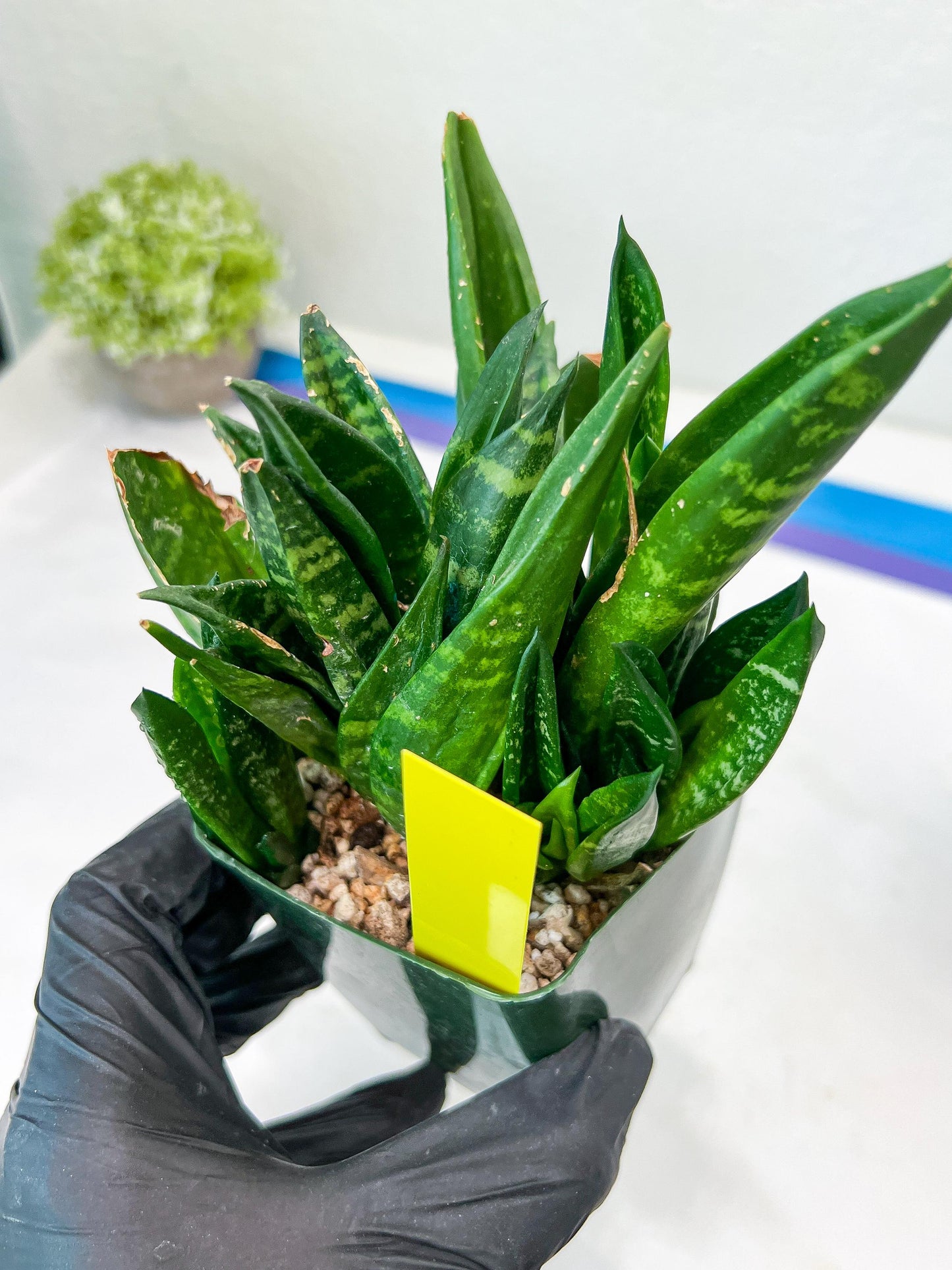 Sansevieria Gaster XL (Y) | Snake Plant | Imported Plants