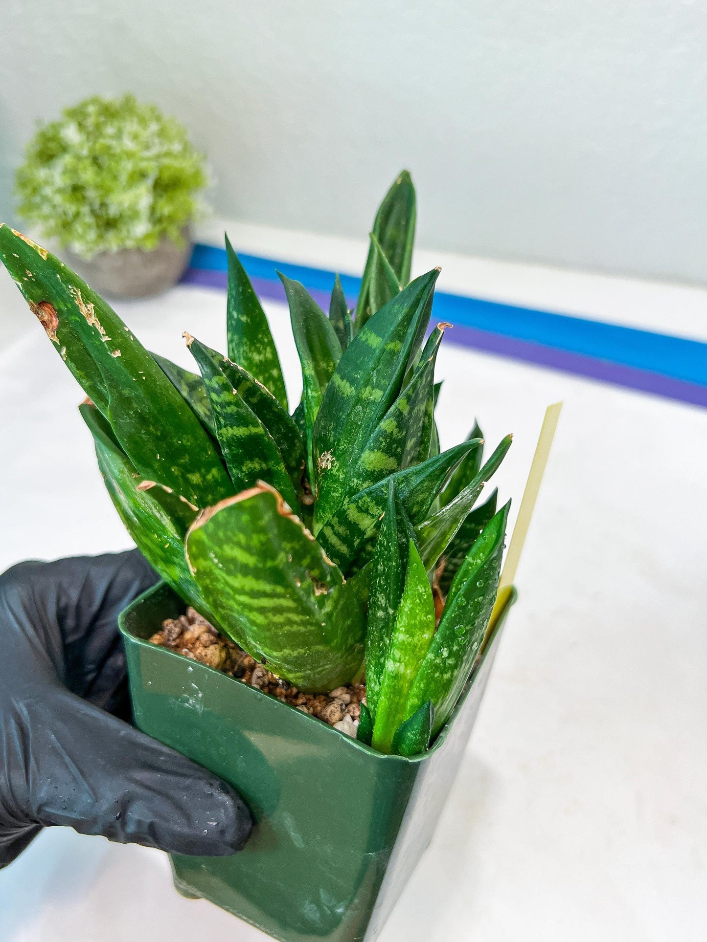Sansevieria Gaster XL (Y) | Snake Plant | Imported Plants