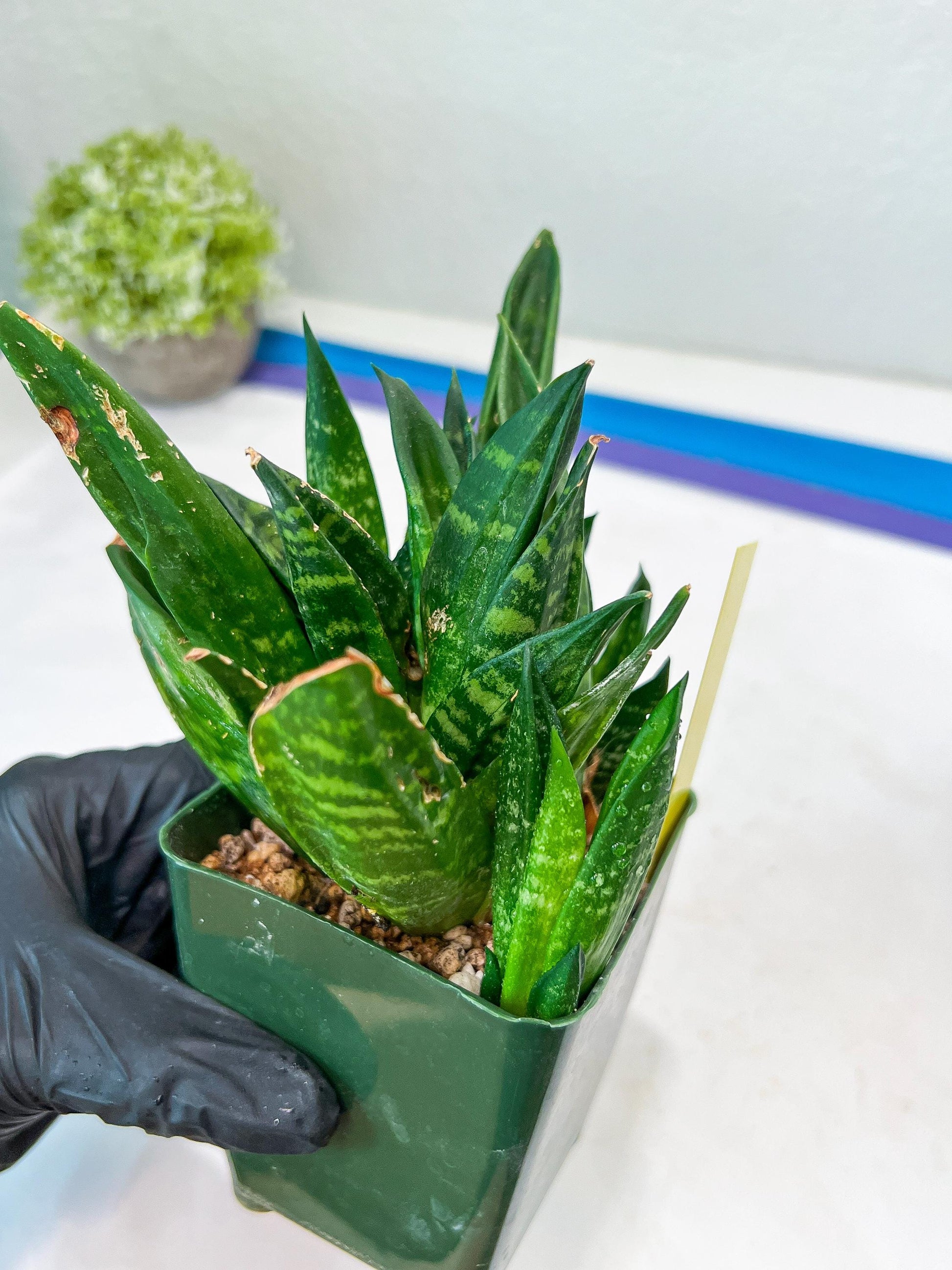 Sansevieria Gaster XL (Y) | Snake Plant | Imported Plants