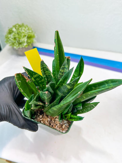 Sansevieria Gaster XL (Y) | Snake Plant | Imported Plants