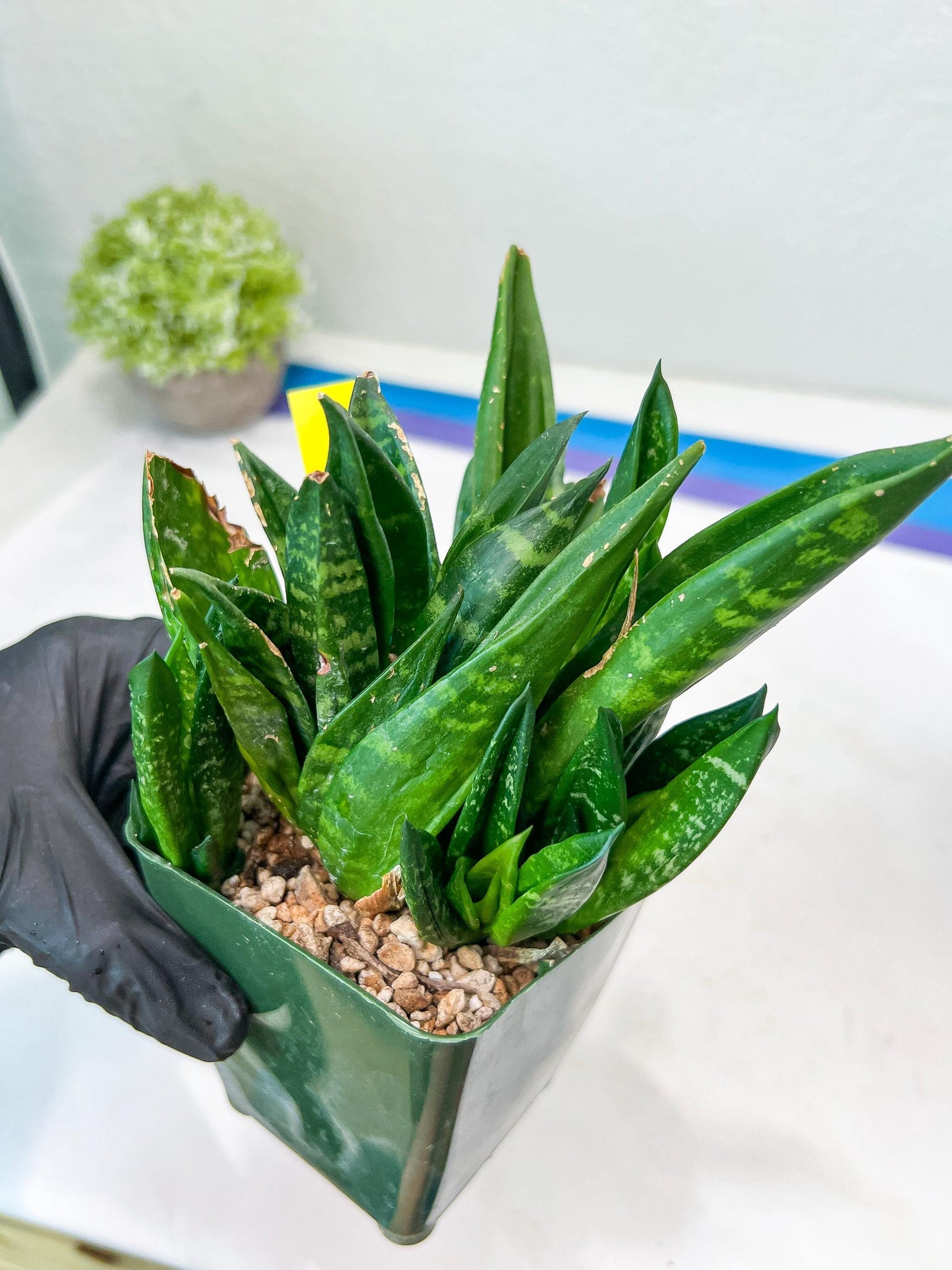 Sansevieria Gaster XL (Y) | Snake Plant | Imported Plants
