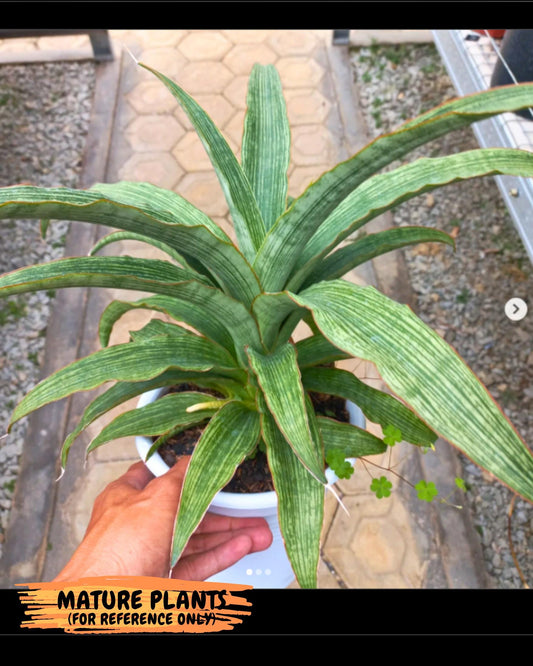 Sansevieria Laily (#H57) | Imported Hybrids