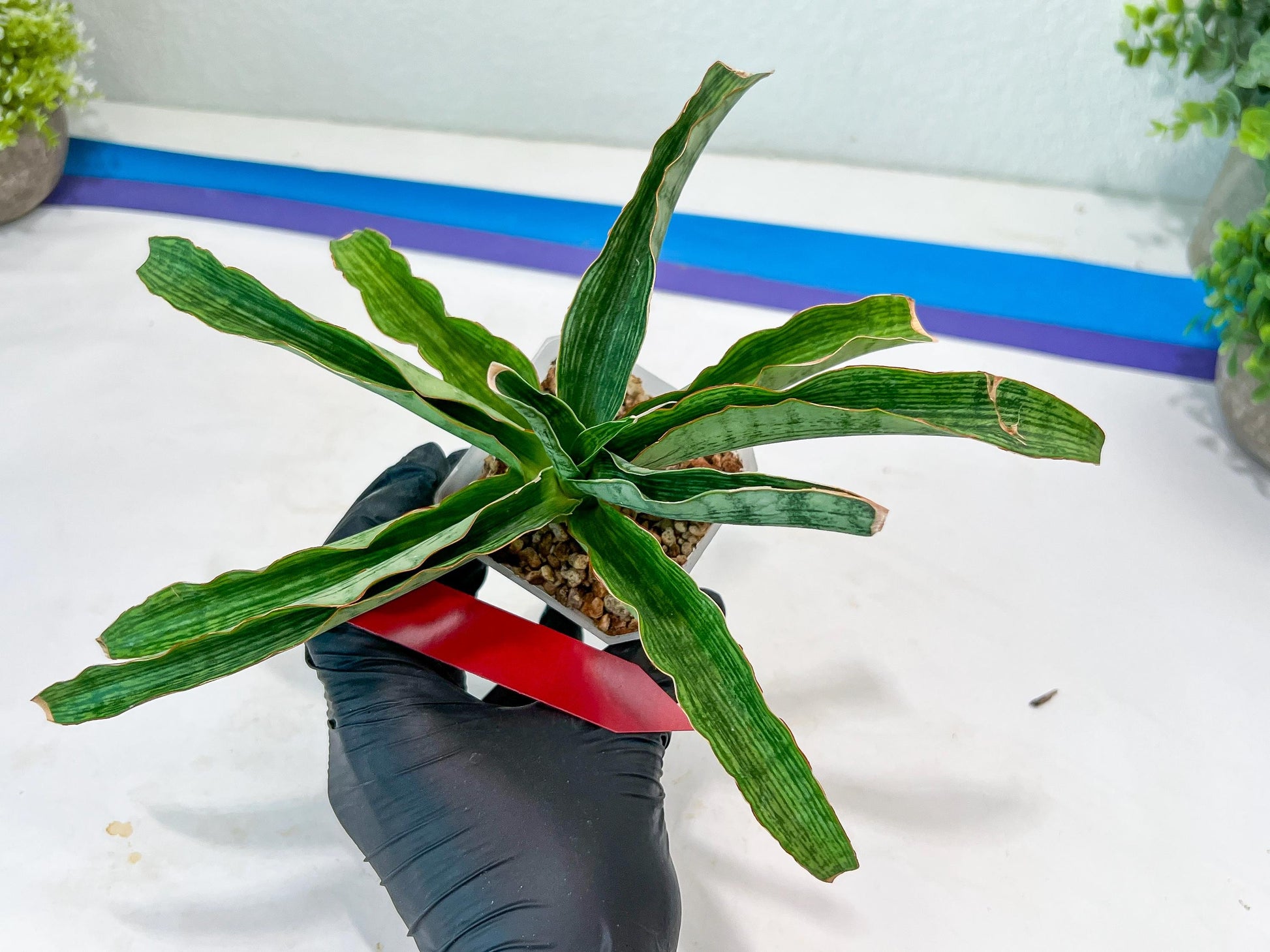 Sansevieria Laily (#H57) | Imported Hybrids