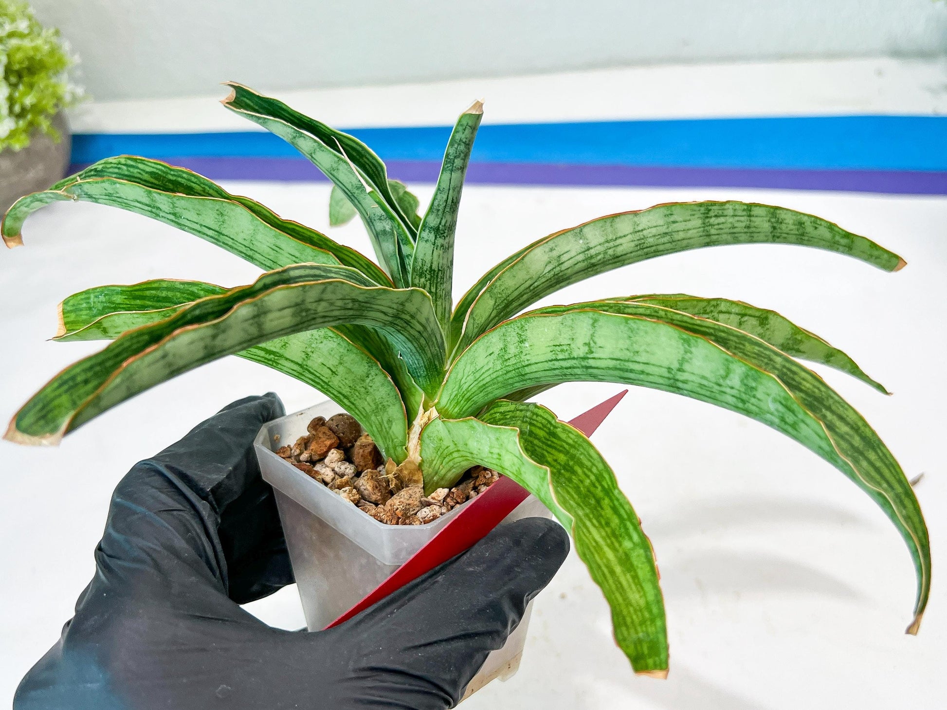 Sansevieria Laily (#H57) | Imported Hybrids