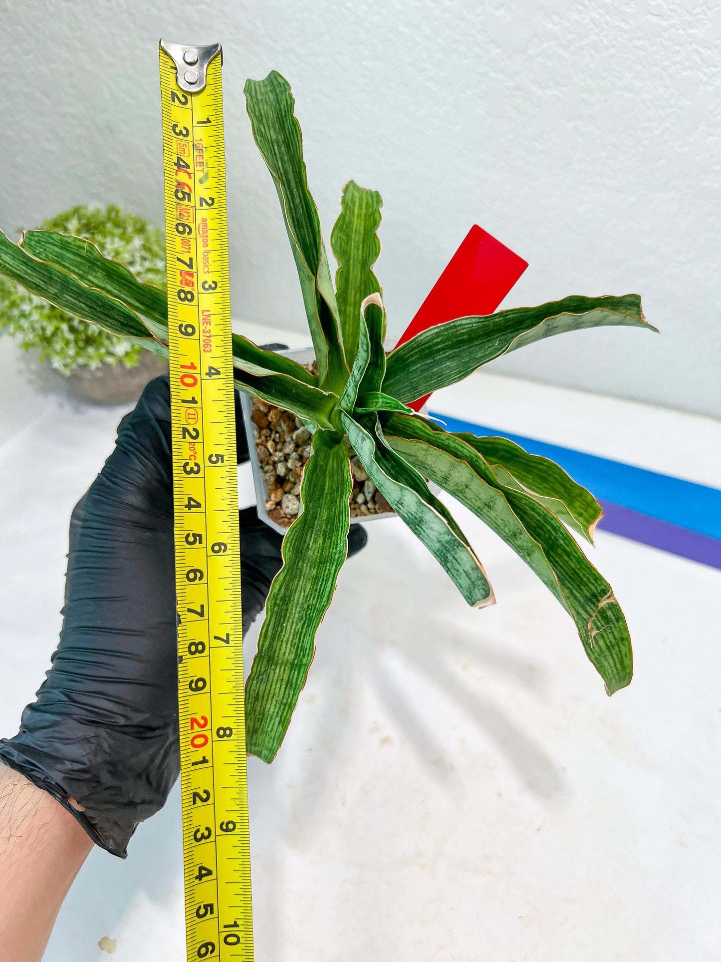 Sansevieria Laily (#H57) | Imported Hybrids