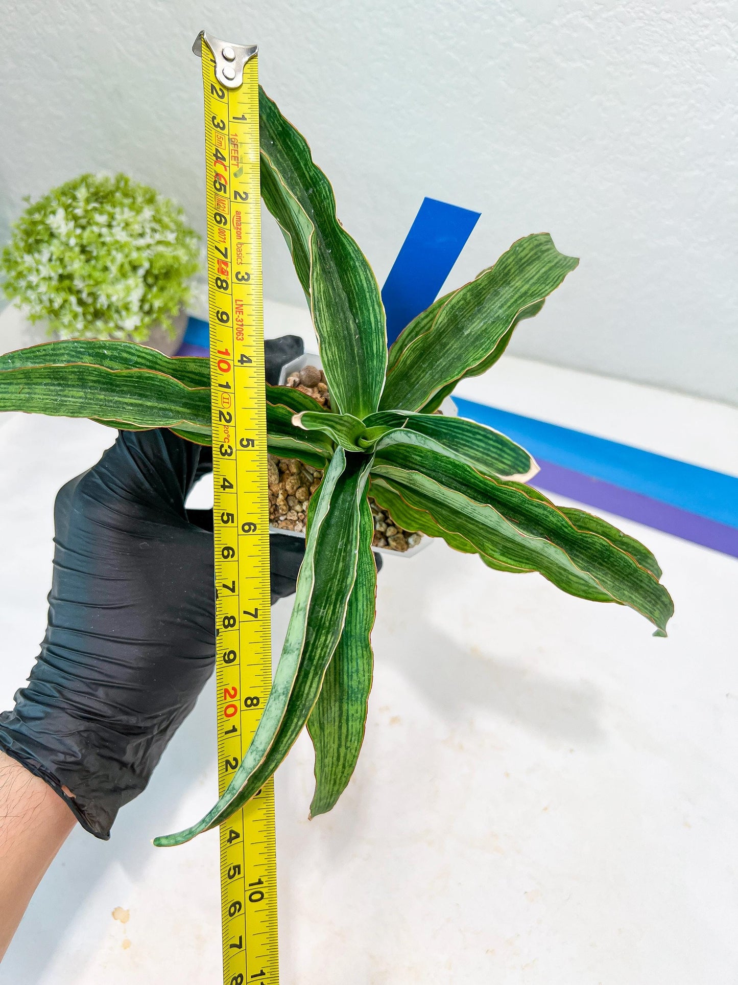 Sansevieria Laily (#H57) | Imported Hybrids