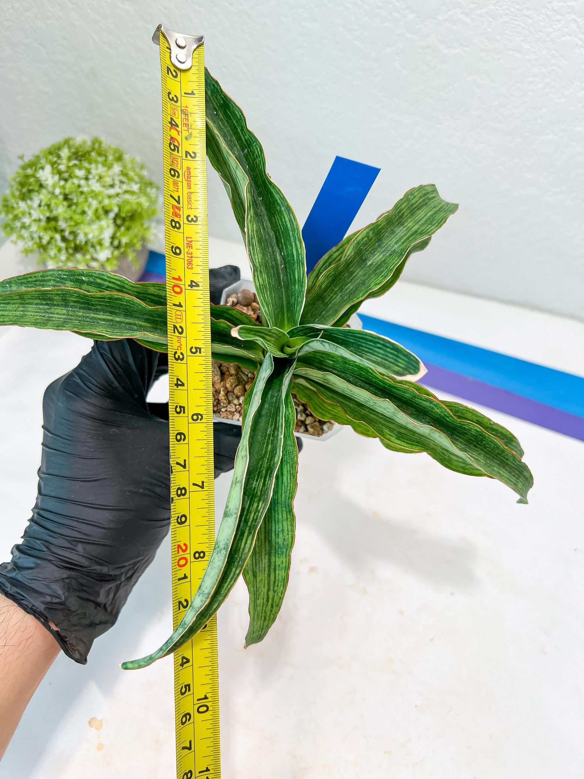 Sansevieria Laily (#H57) | Imported Hybrids