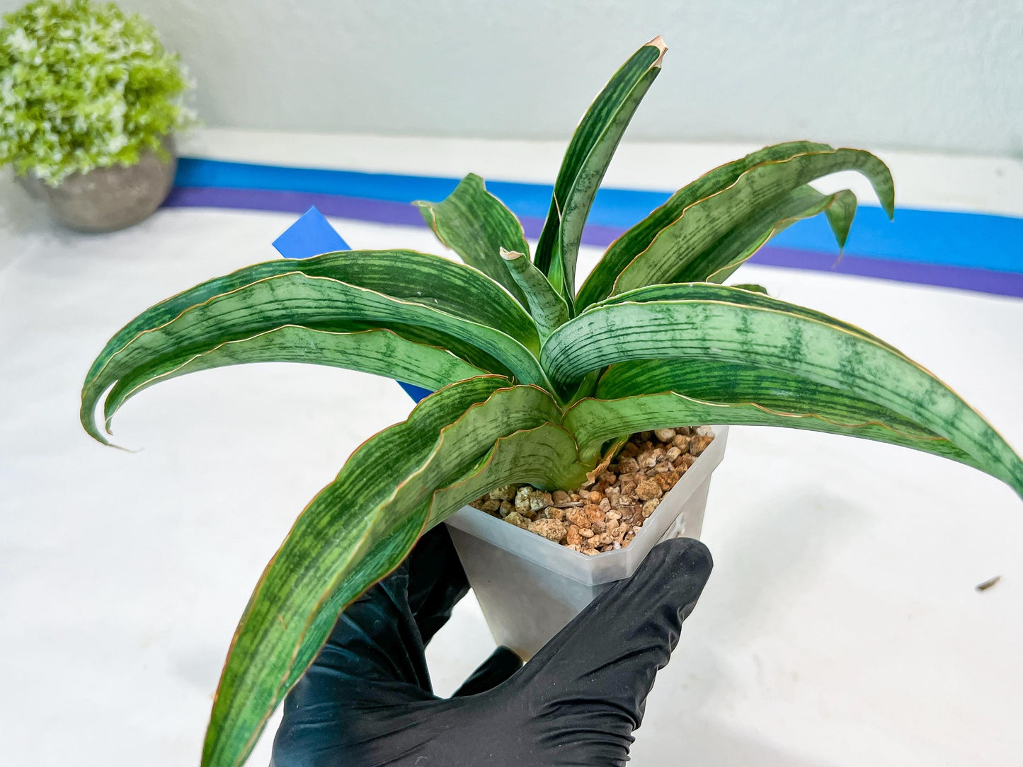 Sansevieria Laily (#H57) | Imported Hybrids