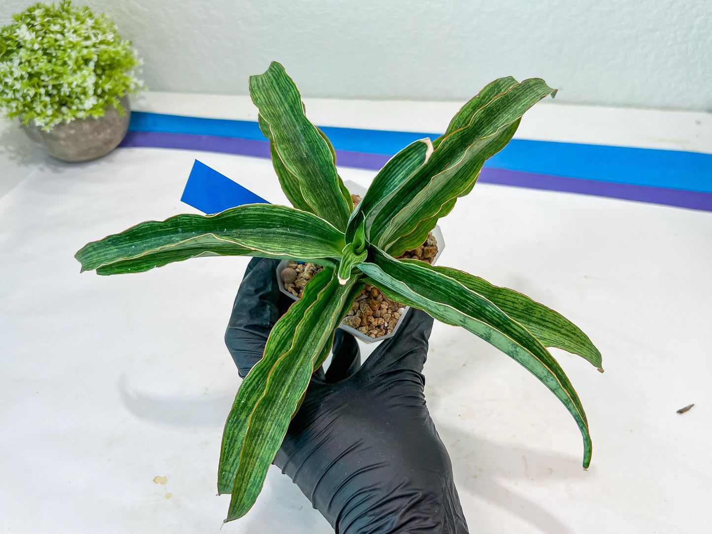 Sansevieria Laily (#H57) | Imported Hybrids