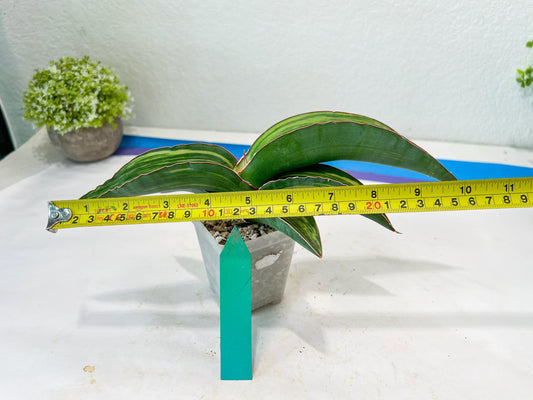 Sansevieria Robusta Var (Green) | Shipping DMG, Leaf Will Grow Back