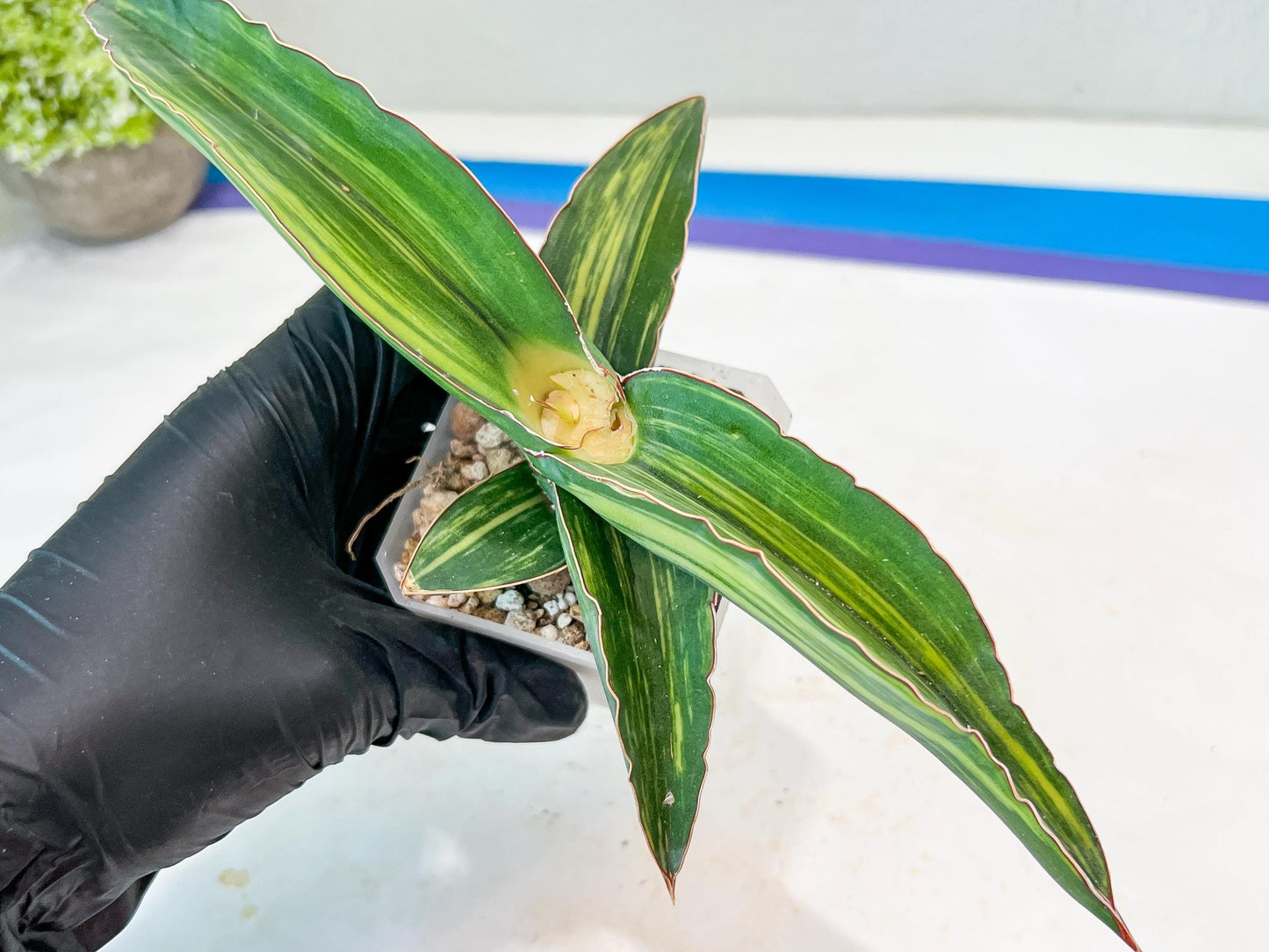 Sansevieria Robusta Var (Green) | Shipping DMG, Leaf Will Grow Back