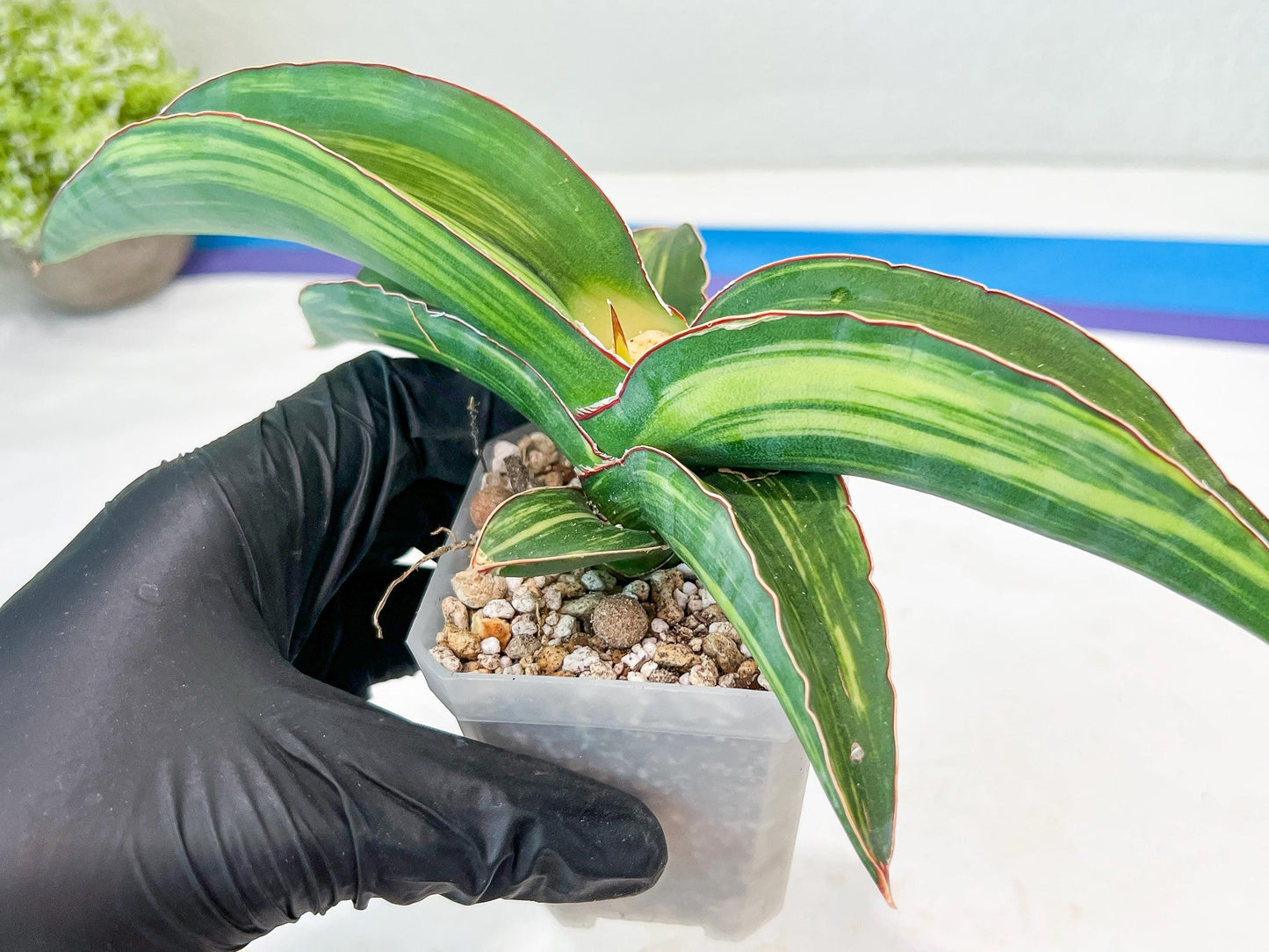 Sansevieria Robusta Var (Green) | Shipping DMG, Leaf Will Grow Back