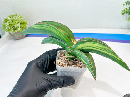 Sansevieria Robusta Var (Green) | Shipping DMG, Leaf Will Grow Back