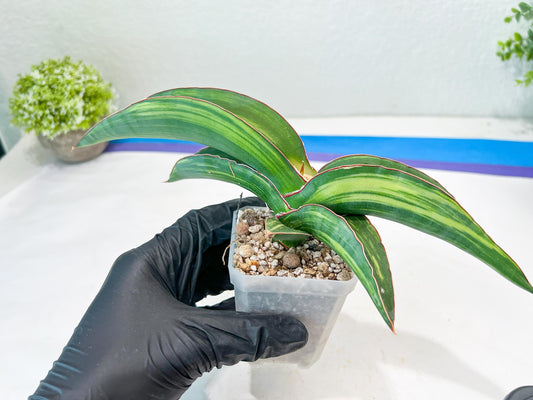Sansevieria Robusta Var (Green) | Shipping DMG, Leaf Will Grow Back
