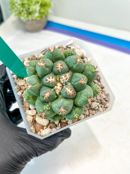 Coryphantha Elephantidens Var. Tanshi (G-Y) | Imported Cactus