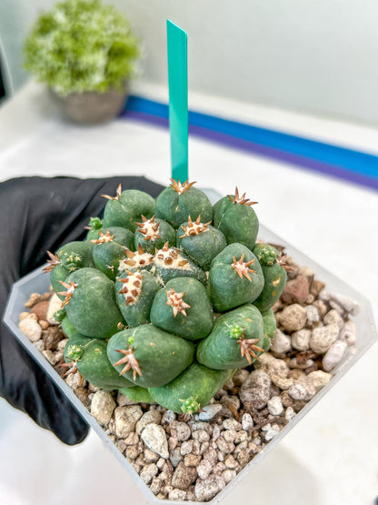 Coryphantha Elephantidens Var. Tanshi (G-Y) | Imported Cactus