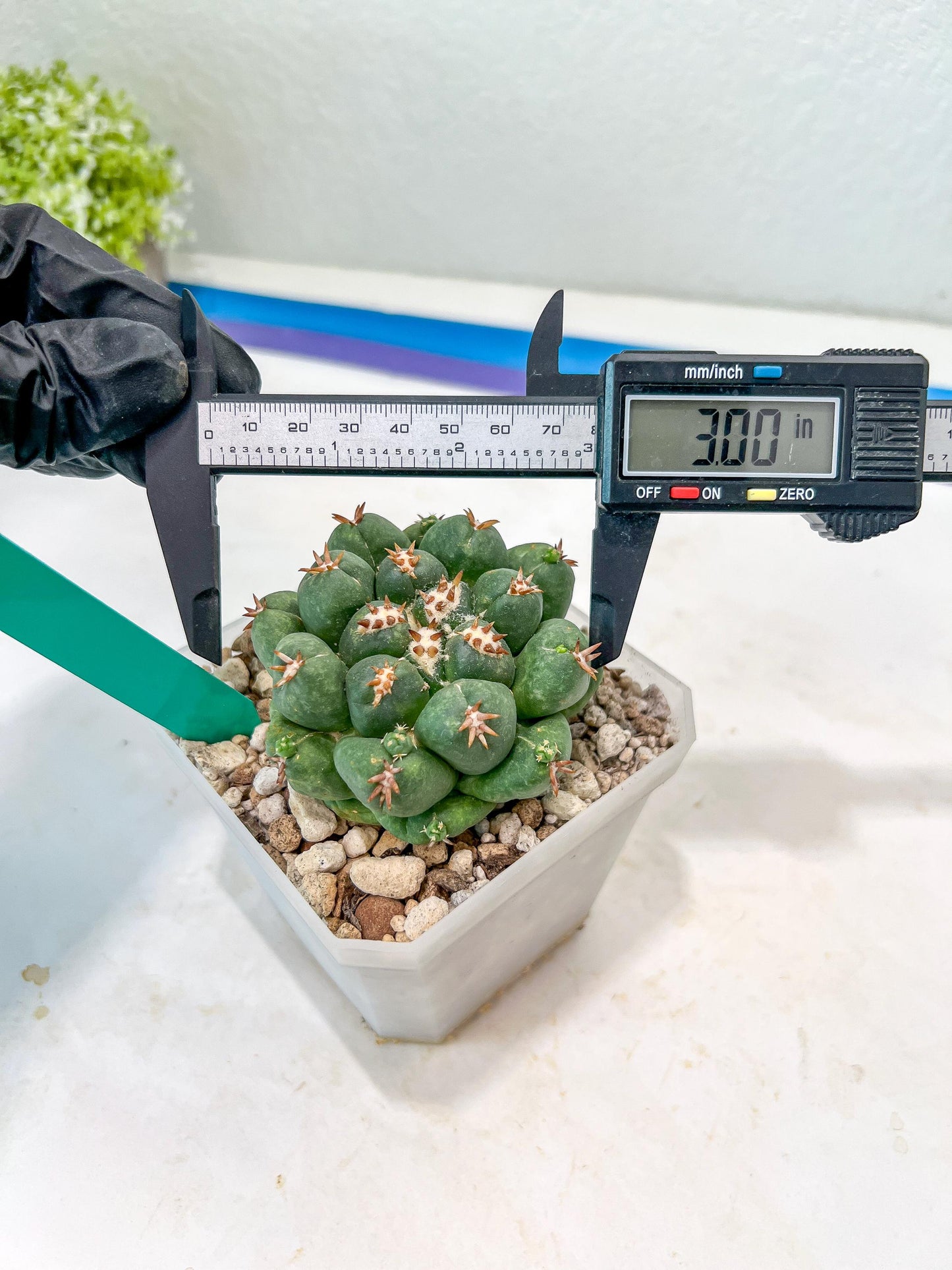 Coryphantha Elephantidens Var. Tanshi (G-Y) | Imported Cactus