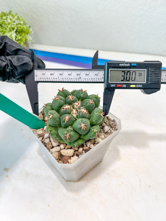 Coryphantha Elephantidens Var. Tanshi (G-Y) | Imported Cactus