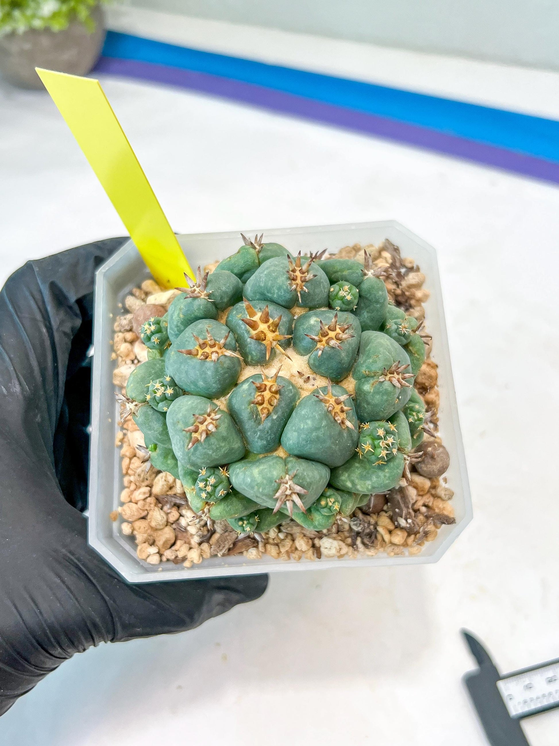 Coryphantha Elephantidens Var. Tanshi (G-Y) | Imported Cactus