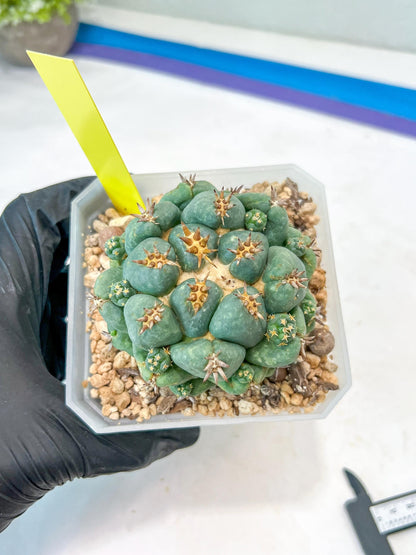 Coryphantha Elephantidens Var. Tanshi (G-Y) | Imported Cactus