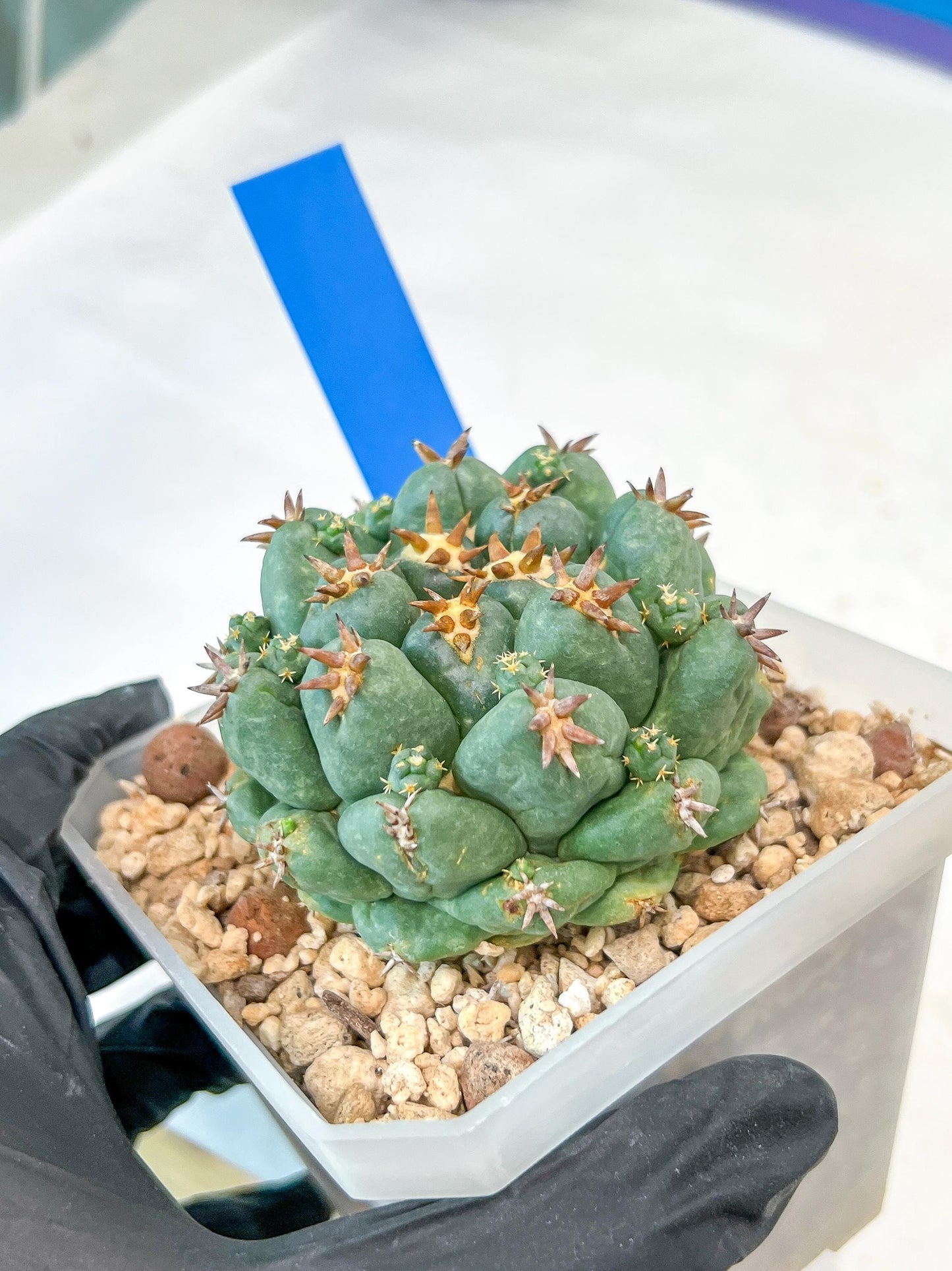Coryphantha Elephantidens Var. Tanshi | Imported Cactus | Rare Succulent