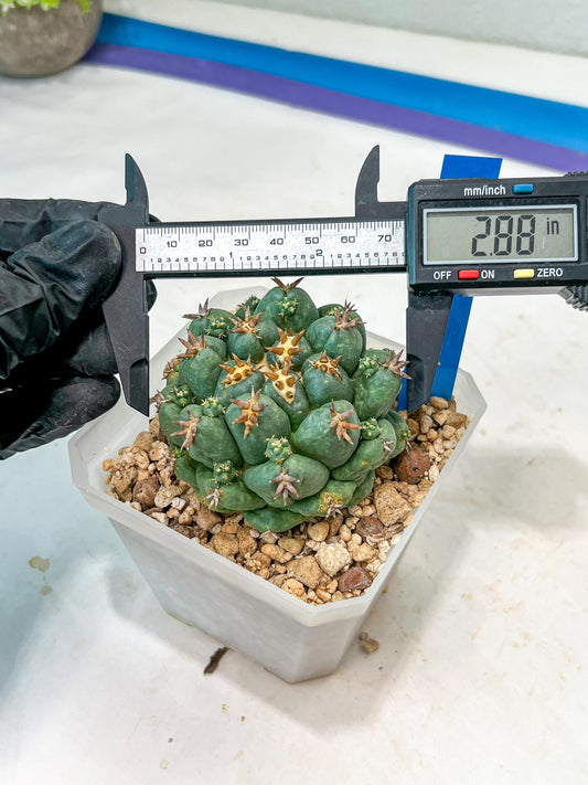 Coryphantha Elephantidens Var. Tanshi | Imported Cactus | Rare Succulent