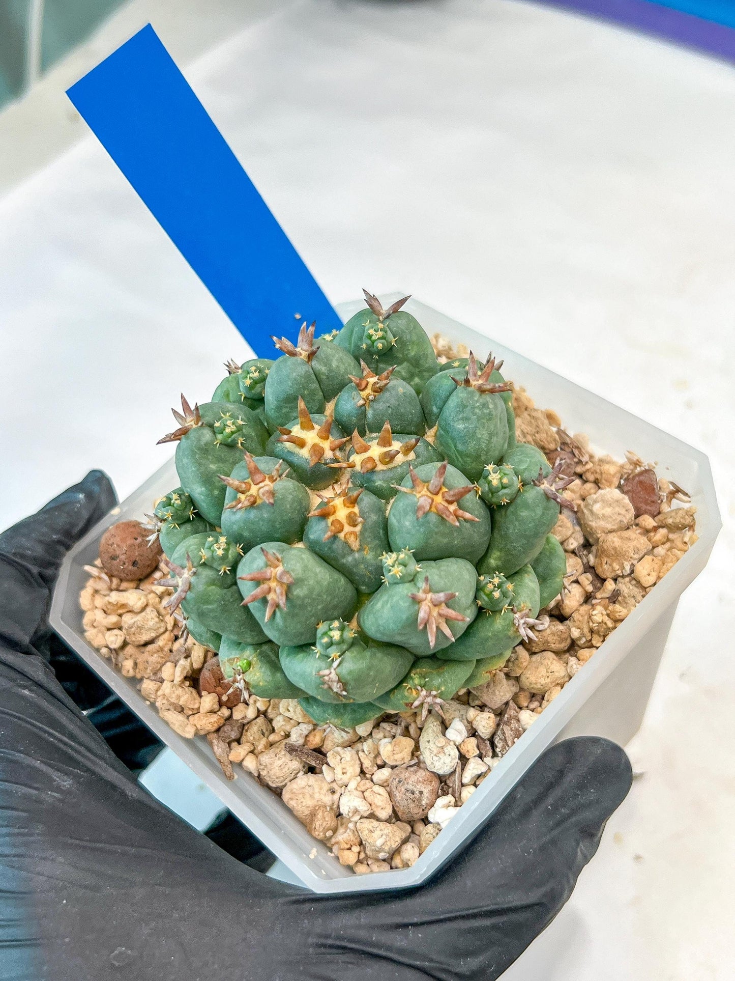 Coryphantha Elephantidens Var. Tanshi | Imported Cactus | Rare Succulent
