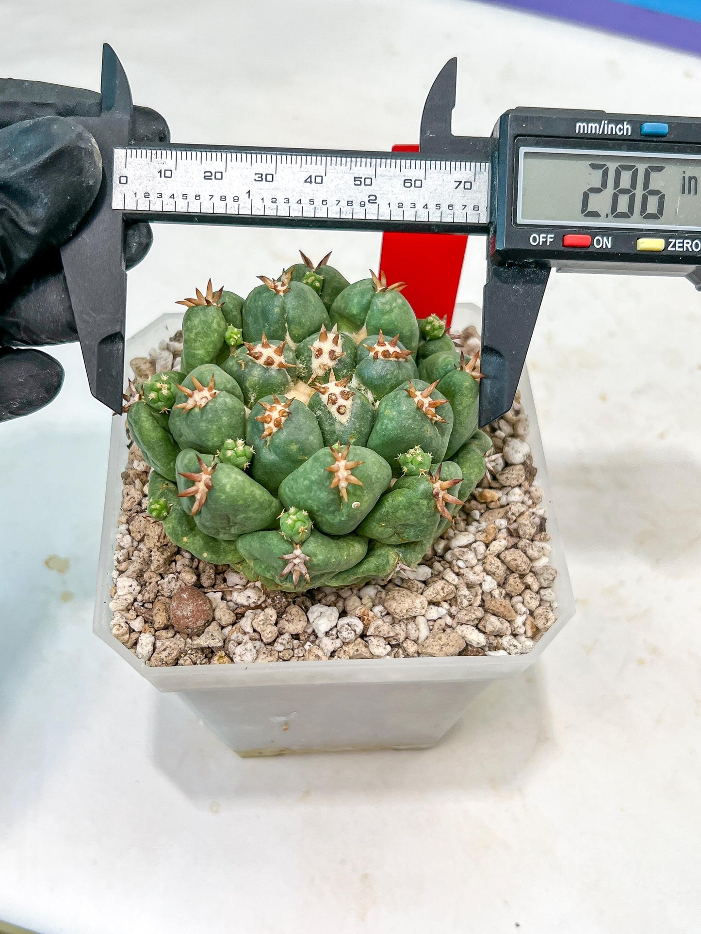 Coryphantha Elephantidens Var. Tanshi | Imported Cactus | Rare Succulent