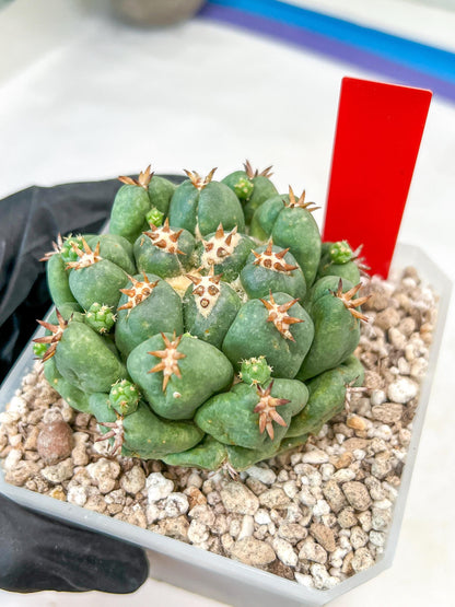 Coryphantha Elephantidens Var. Tanshi | Imported Cactus | Rare Succulent