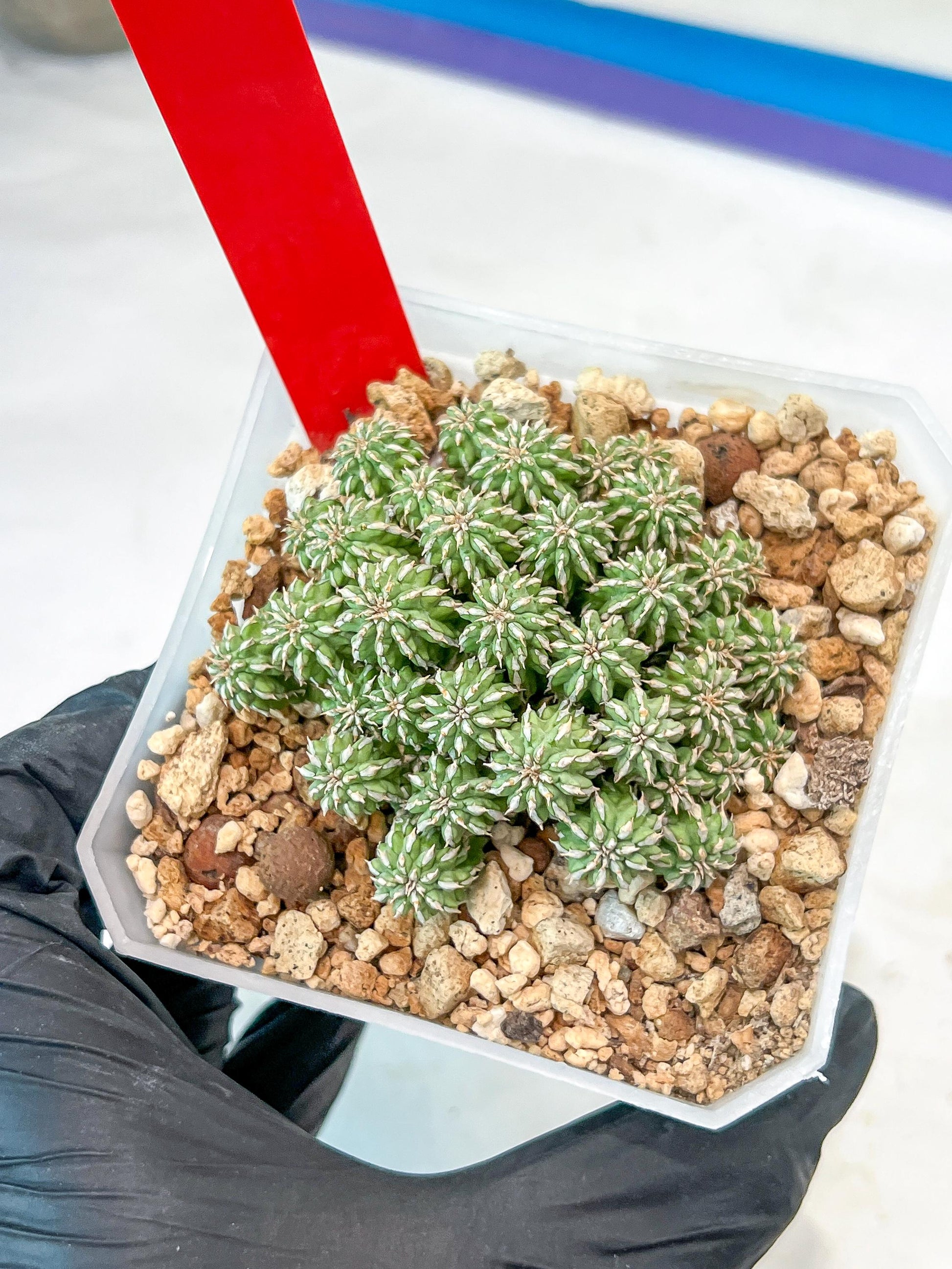 Sepulta Cluster Cactus | Imported Cactus | Rare Succulent