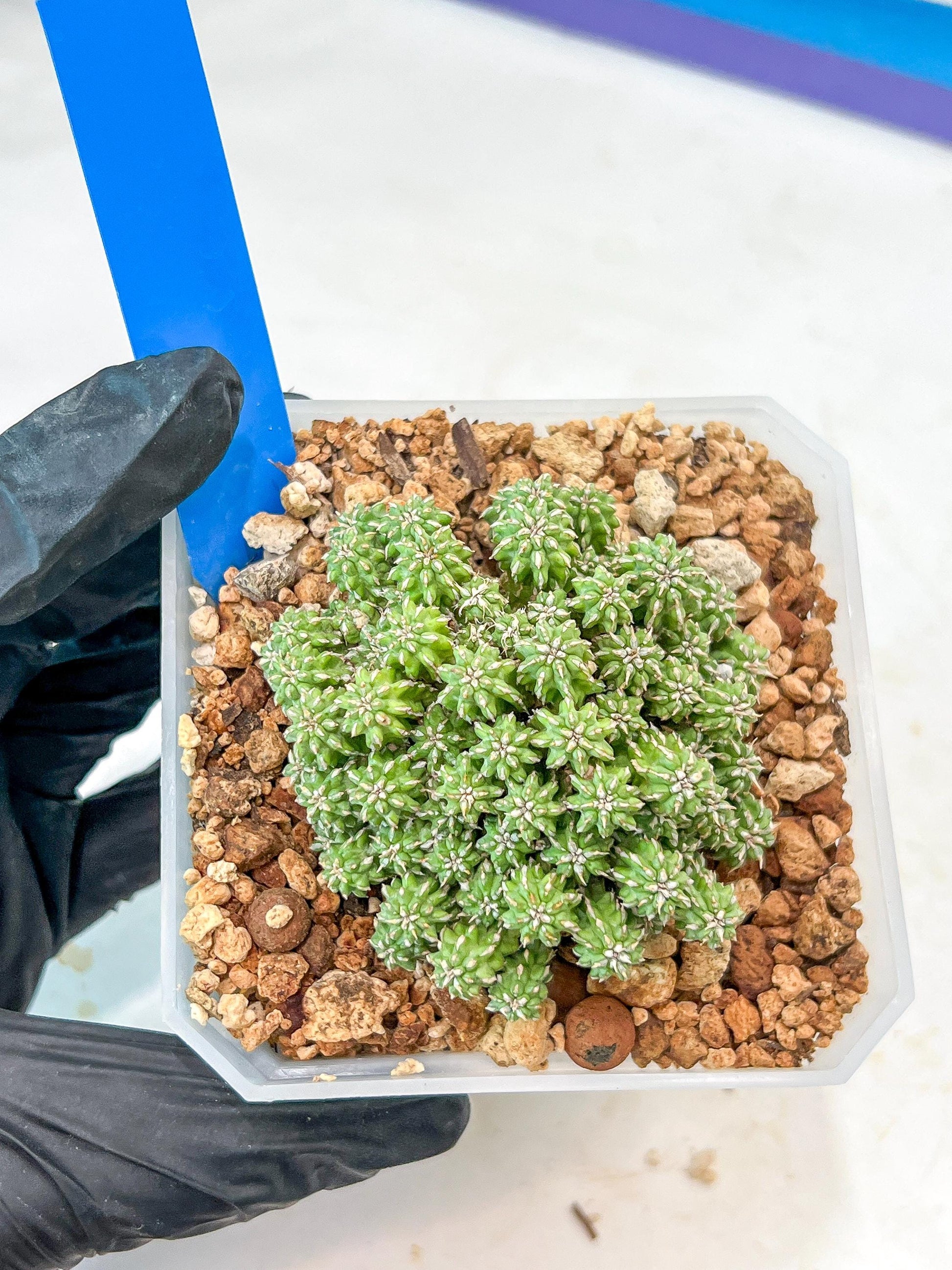 Sepulta Cluster Cactus | Imported Cactus | Rare Succulent