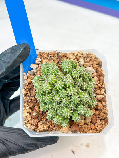 Sepulta Cluster Cactus | Imported Cactus | Rare Succulent