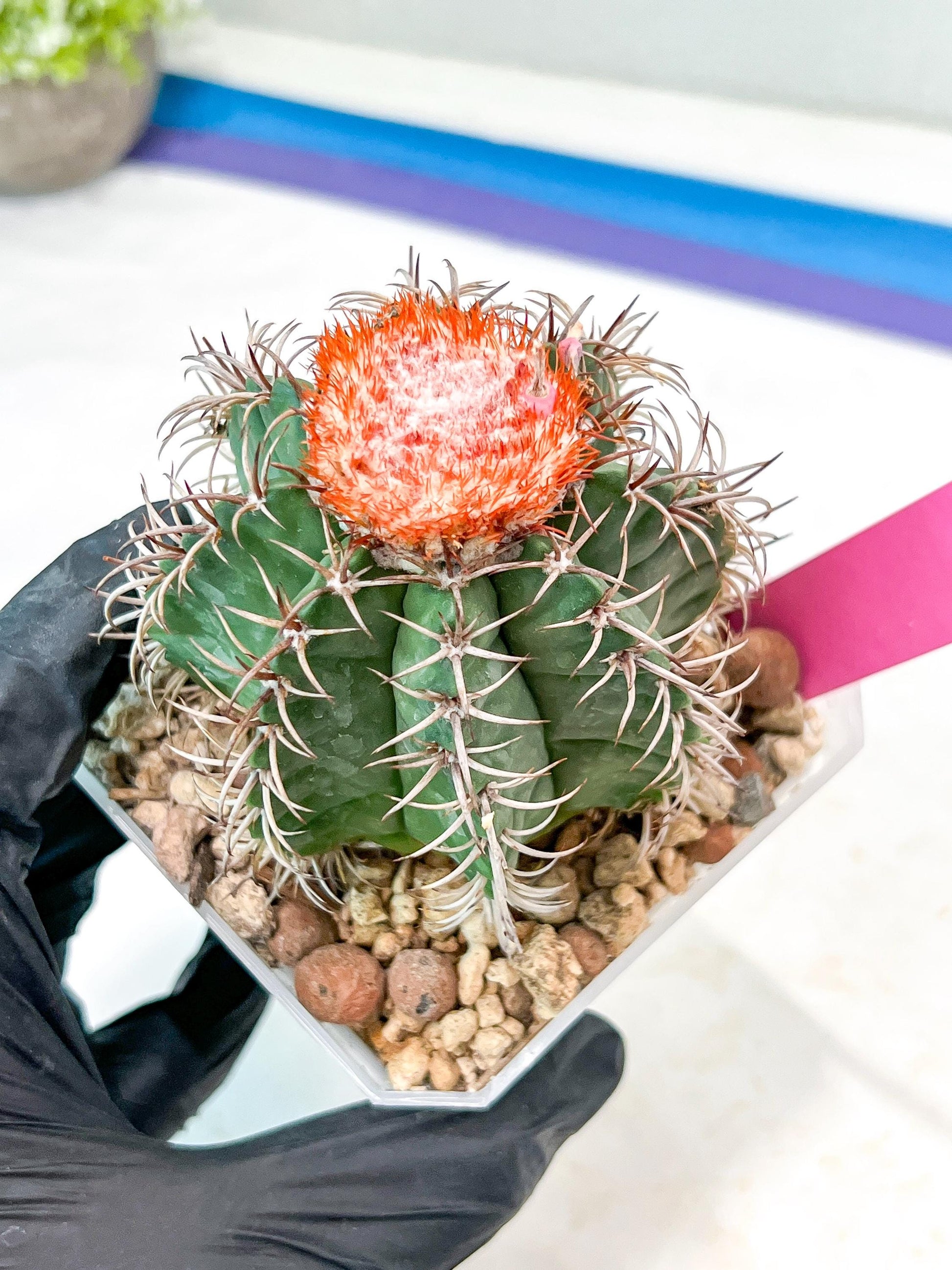 Cereus Geometrizans Matanzanus (P-G) | Turks Cap Cactus | Melon Cactus