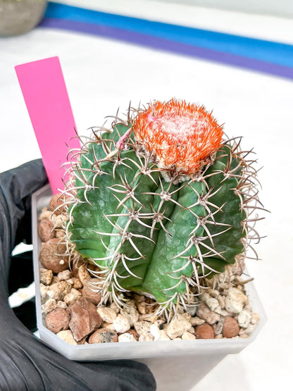 Cereus Geometrizans Matanzanus (P-G) | Turks Cap Cactus | Melon Cactus