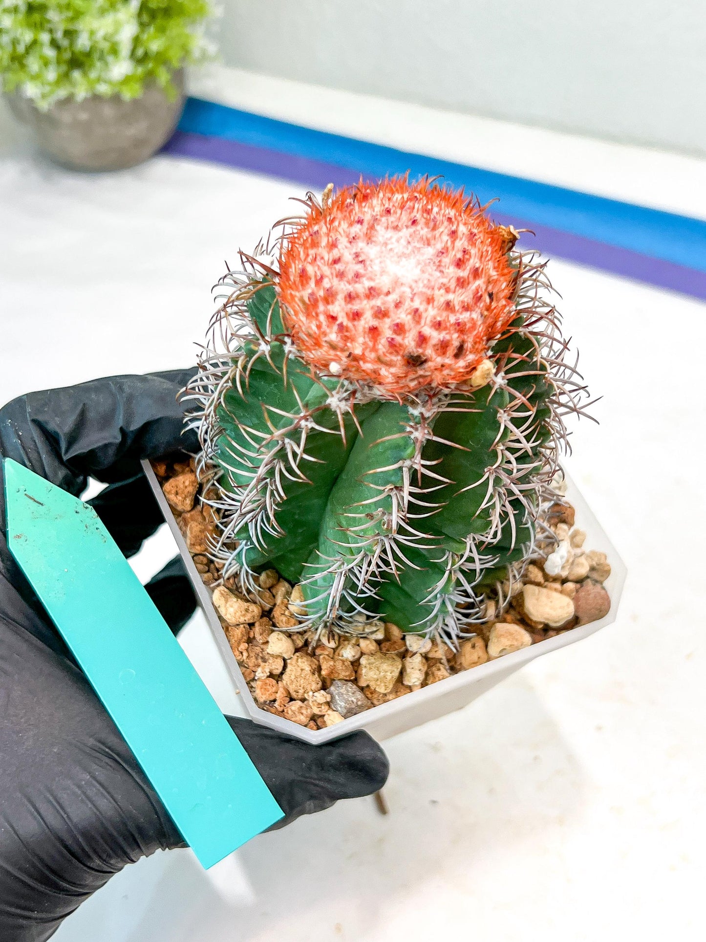 Cereus Geometrizans Matanzanus (P-G) | Turks Cap Cactus | Melon Cactus