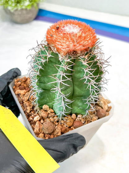 Cereus Geometrizans Matanzanus (Y-B) | Turks Cap Cactus | Melon Cactus