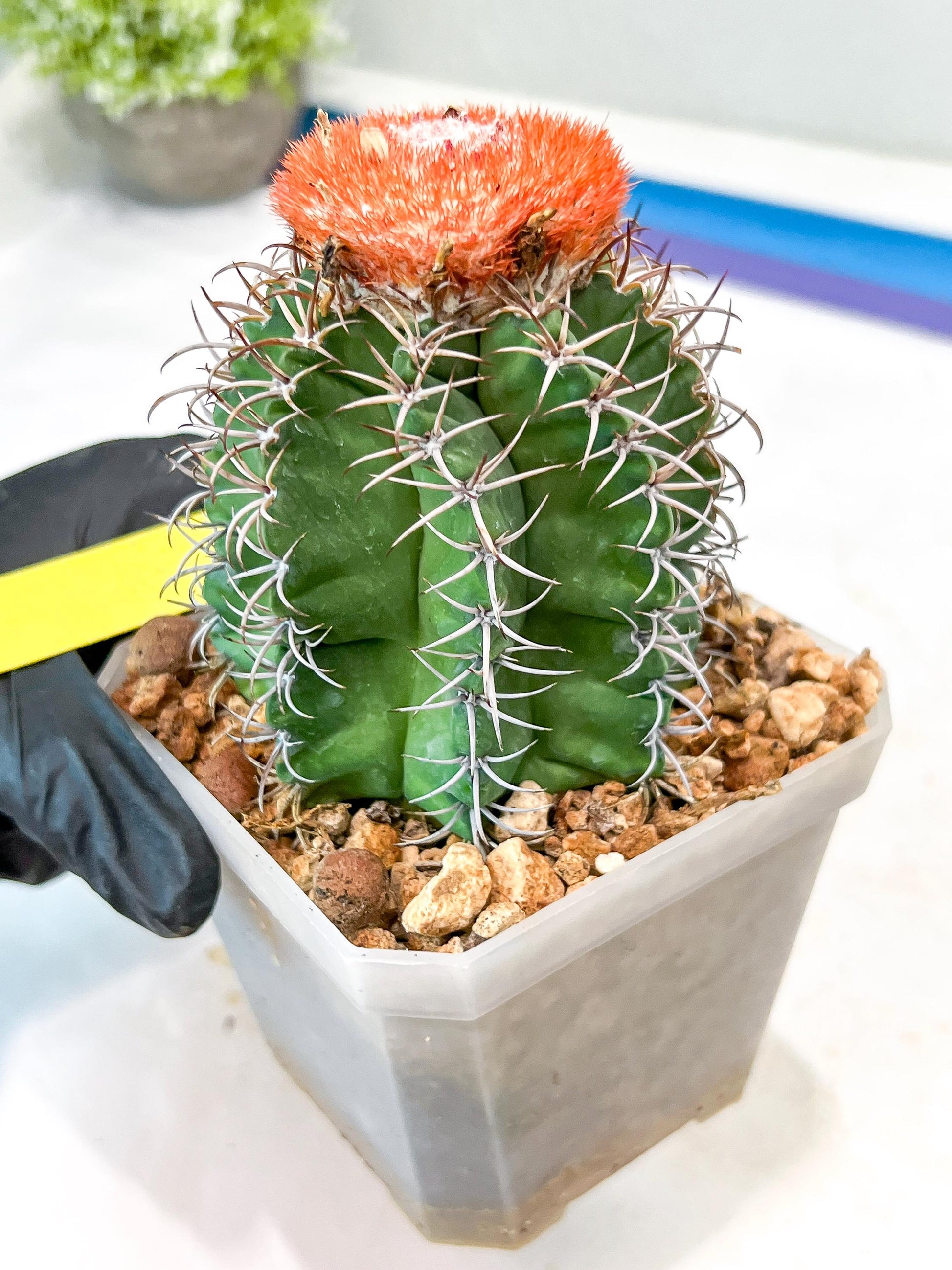 Cereus Geometrizans Matanzanus (Y-B) | Turks Cap Cactus | Melon Cactus