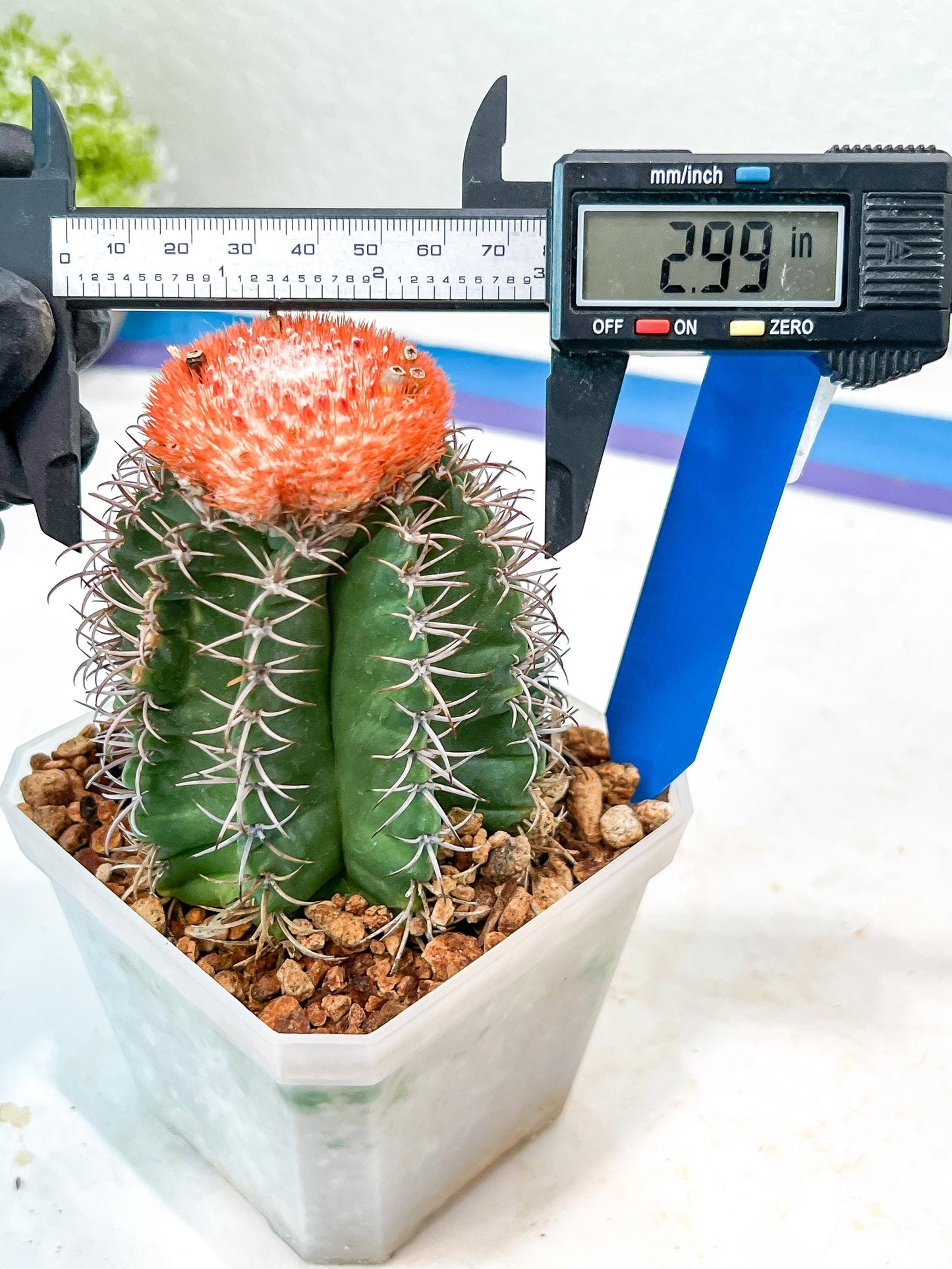 Cereus Geometrizans Matanzanus (Y-B) | Turks Cap Cactus | Melon Cactus