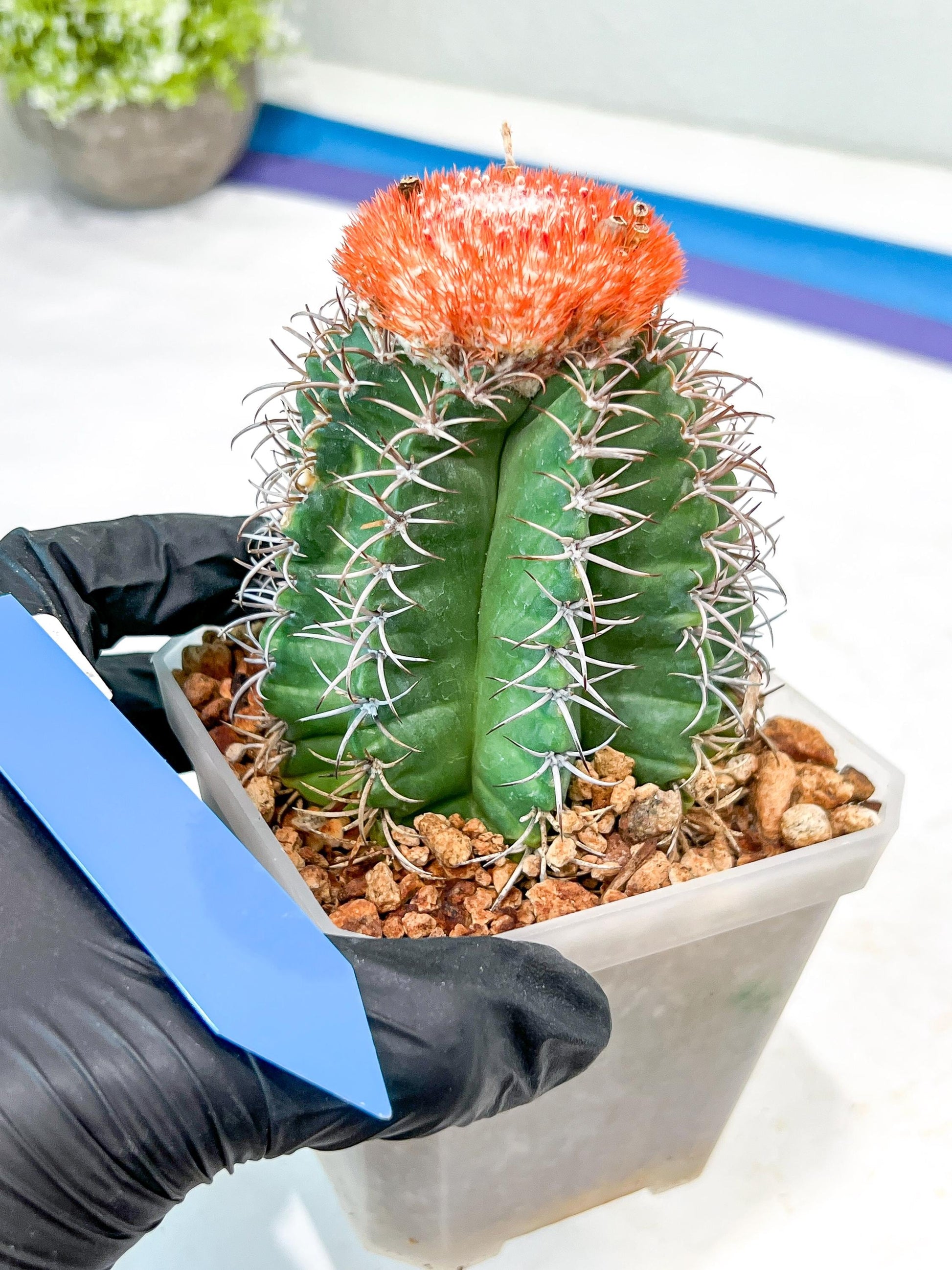 Cereus Geometrizans Matanzanus (Y-B) | Turks Cap Cactus | Melon Cactus