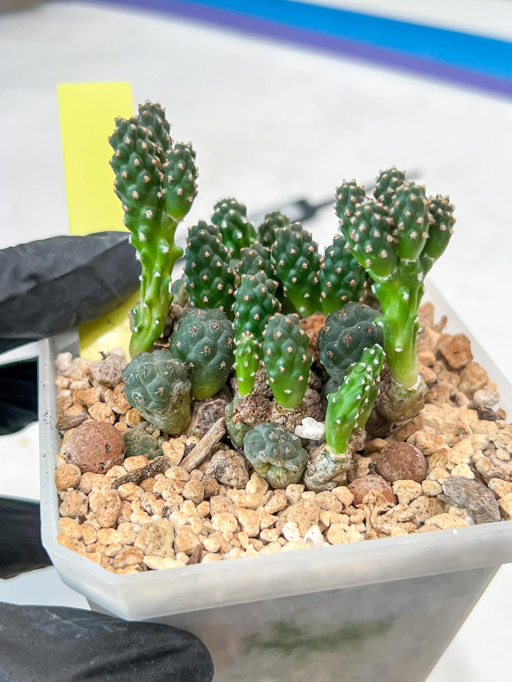 Maihueniopsis Puna Bonnieae | Imported Cactus