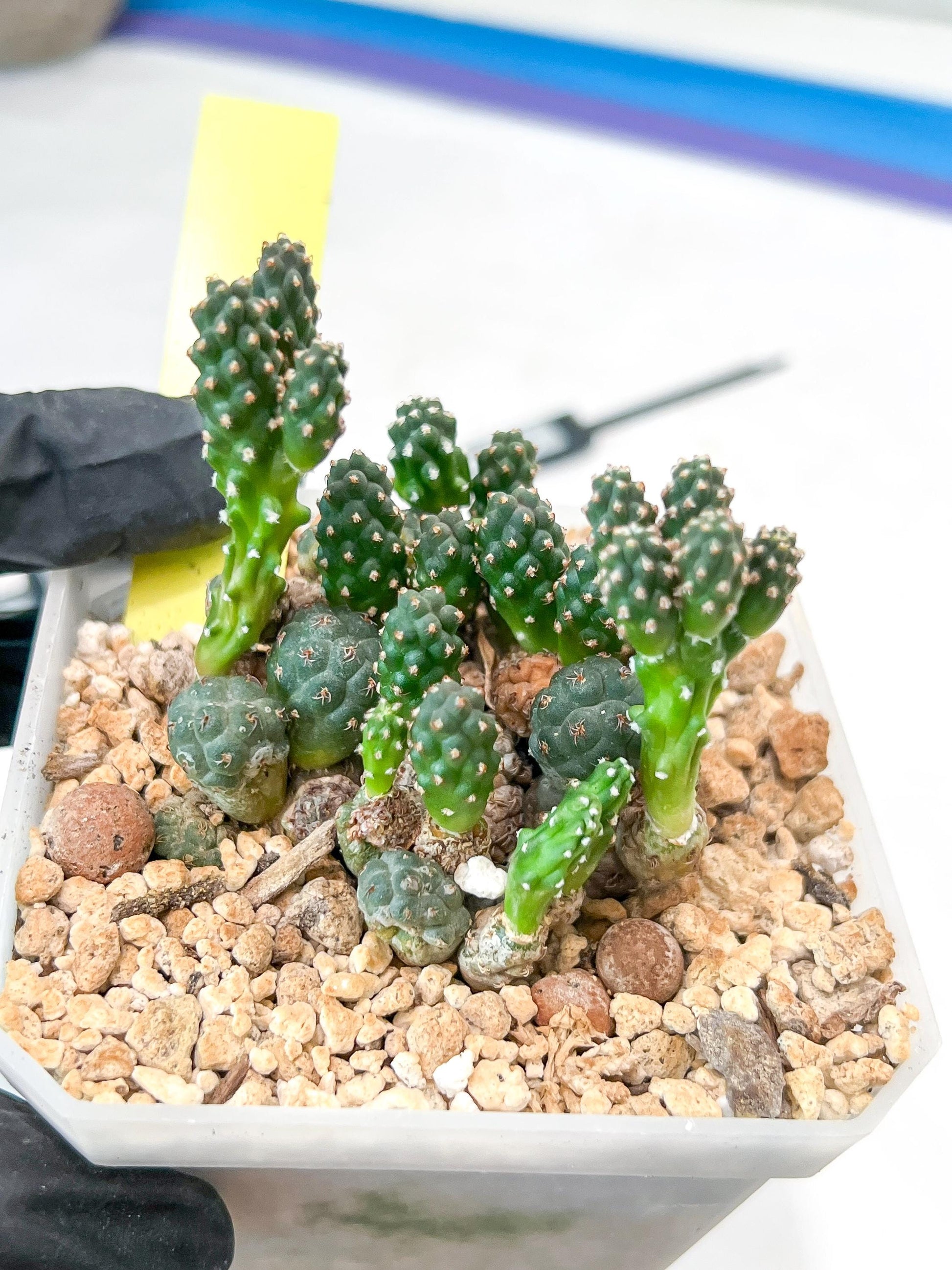Maihueniopsis Puna Bonnieae | Imported Cactus