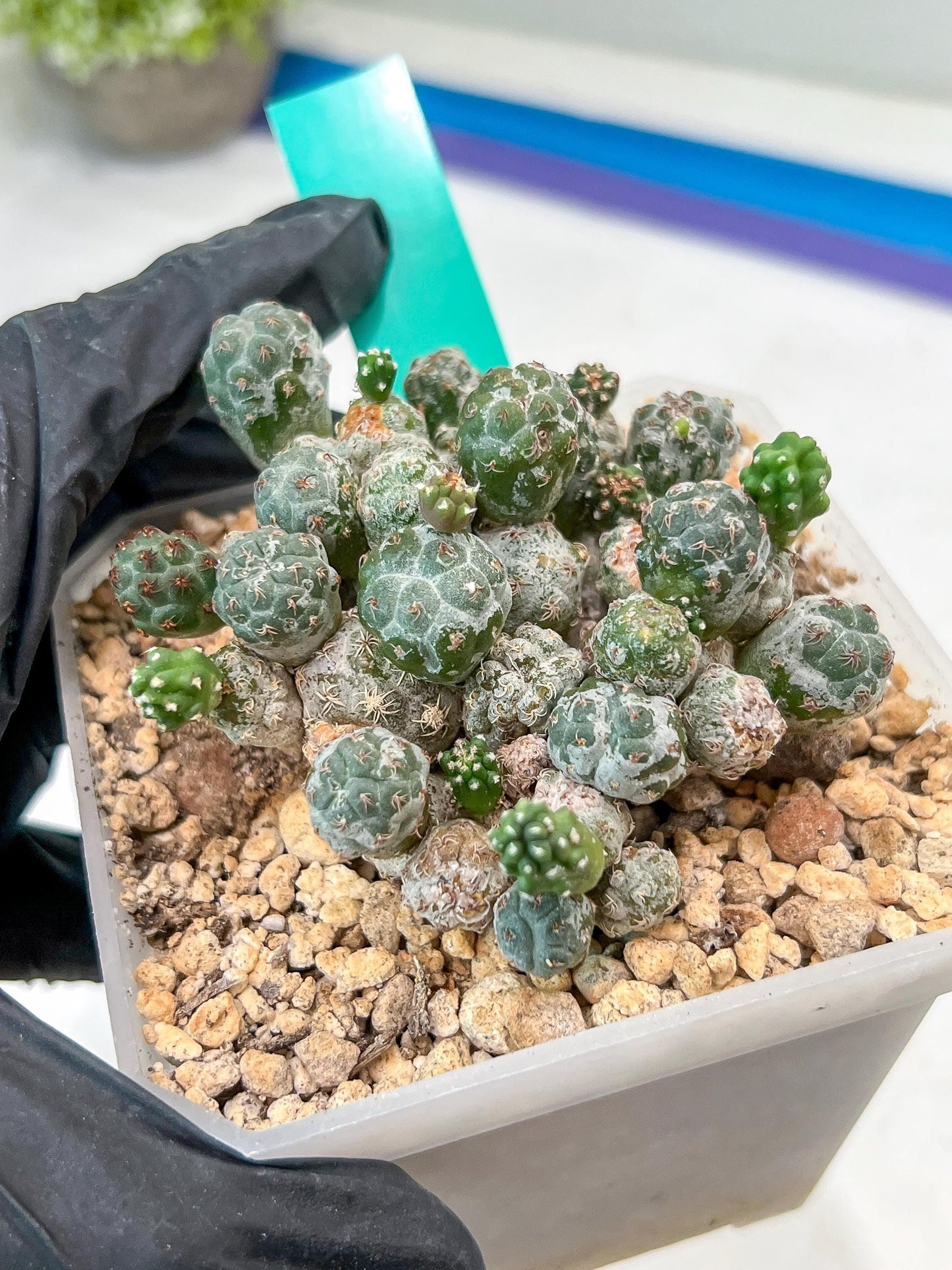 Maihueniopsis Puna Bonnieae | Imported Cactus