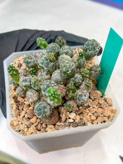 Maihueniopsis Puna Bonnieae | Imported Cactus