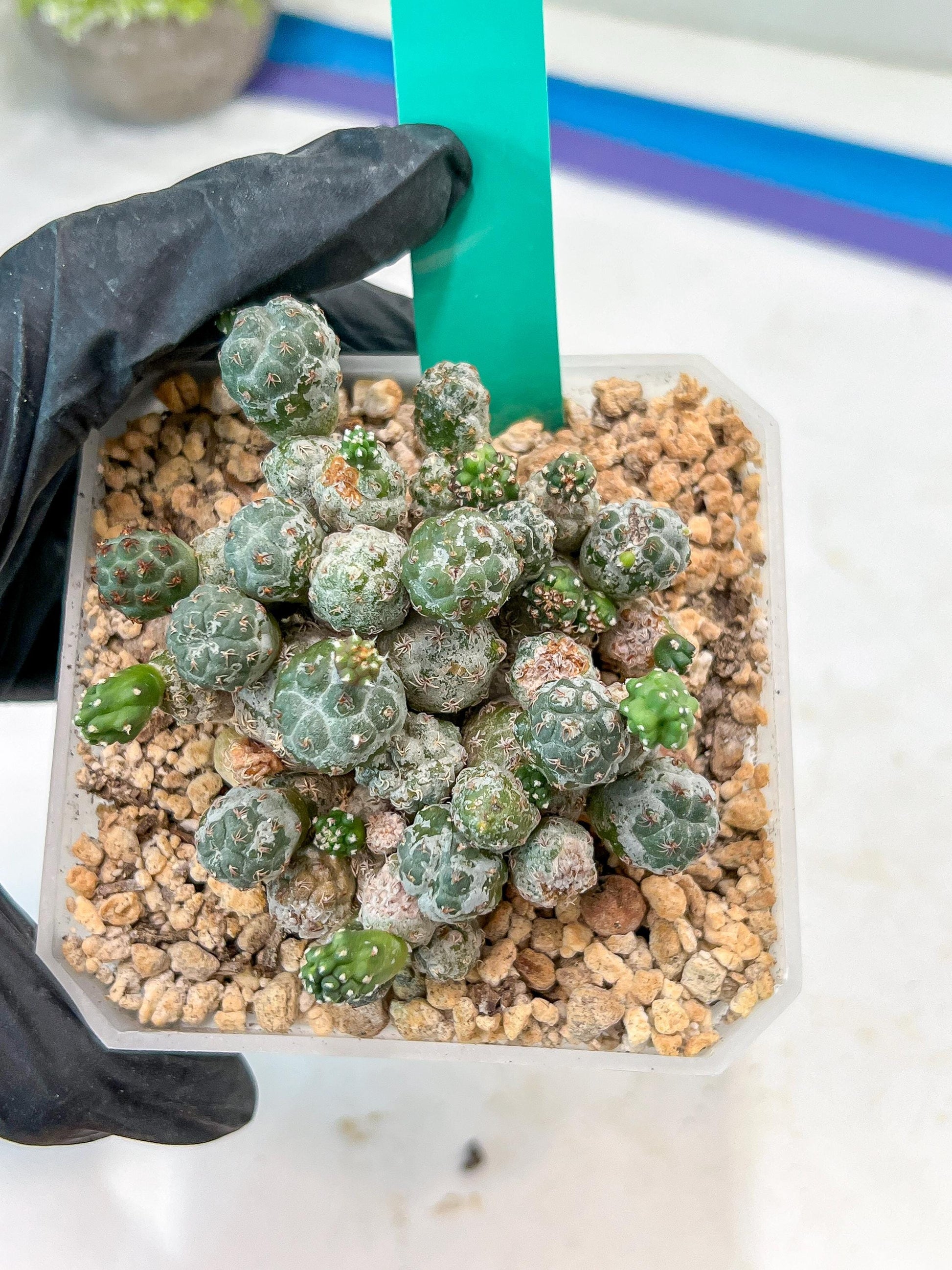 Maihueniopsis Puna Bonnieae | Imported Cactus