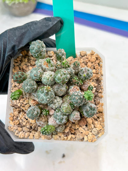Maihueniopsis Puna Bonnieae | Imported Cactus