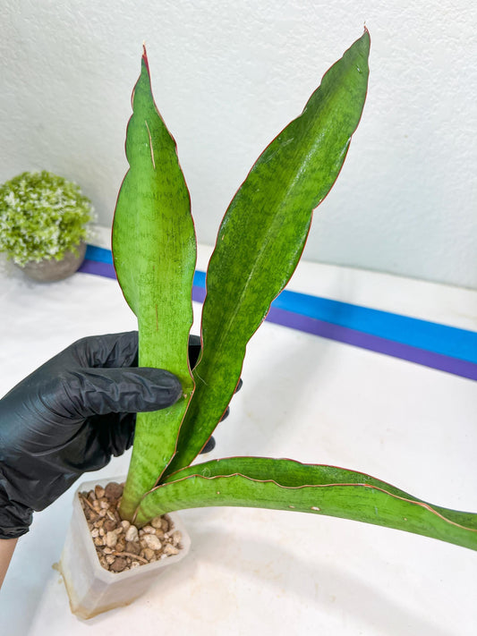 Sansevieria Jeune Matcha| Imported Snake Plants | New Hybrids