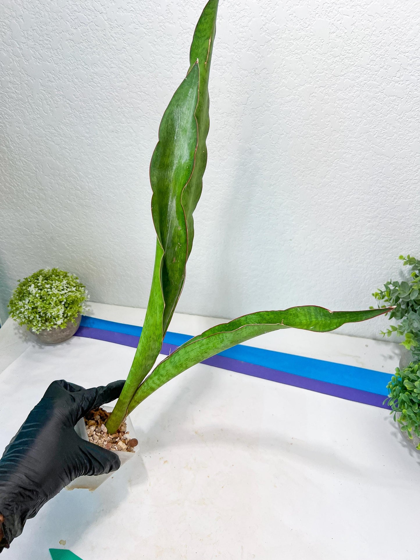 Sansevieria Jeune Matcha (Green) | Imported Snake Plants