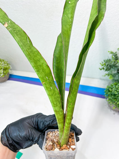 Sansevieria Jeune Matcha (Green) | Imported Snake Plants