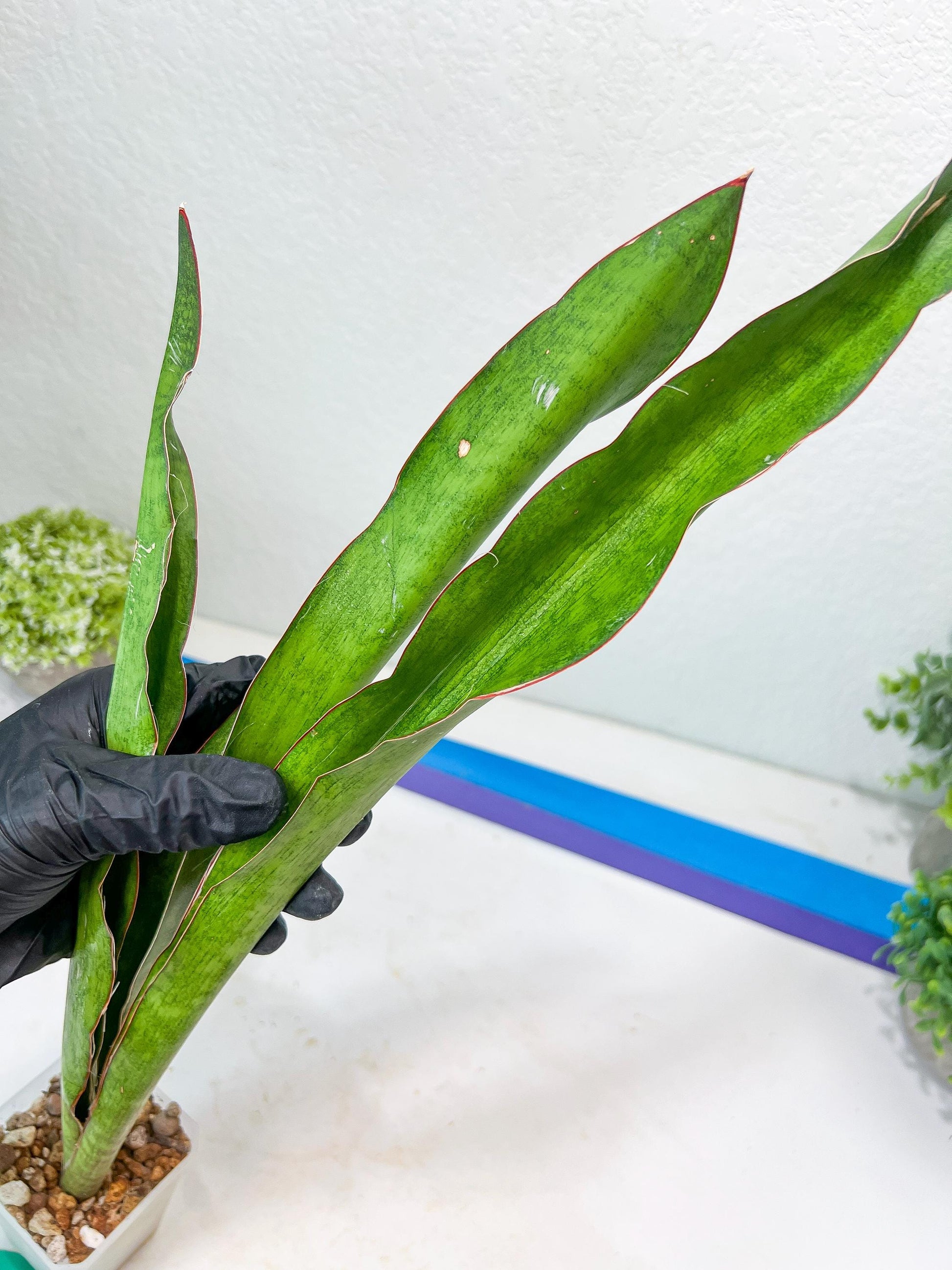 Sansevieria Jeune Matcha (Green) | Imported Snake Plants