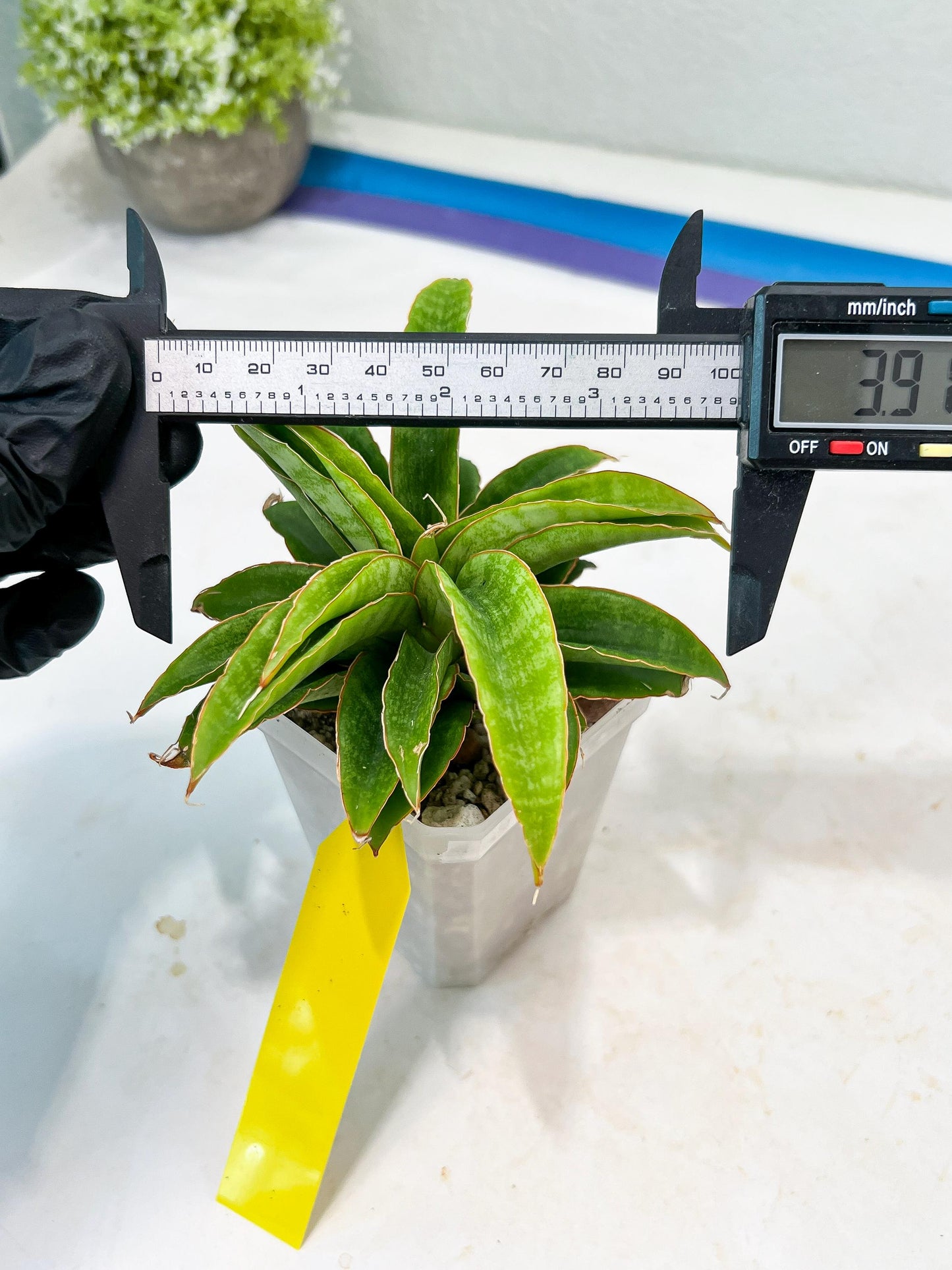 Sansevieria AFF Nalika (H22) | Imported Plants | Rare Hybrid Species